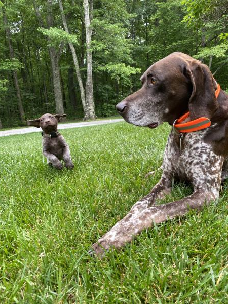 /Images/uploads/Southeast German Shorthaired Pointer Rescue/segspcalendarcontest/entries/31211thumb.jpg